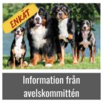 Enkät Appenzeller