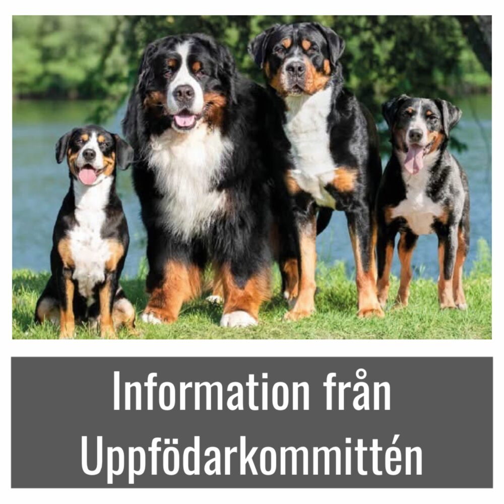 🌟Till alla SShK uppfödare 🌟